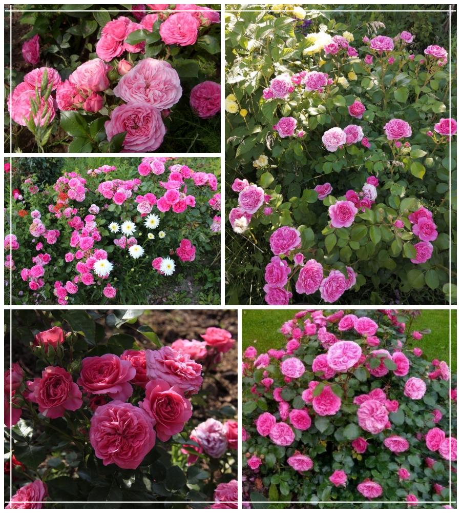 Baronesse róża rabatowa